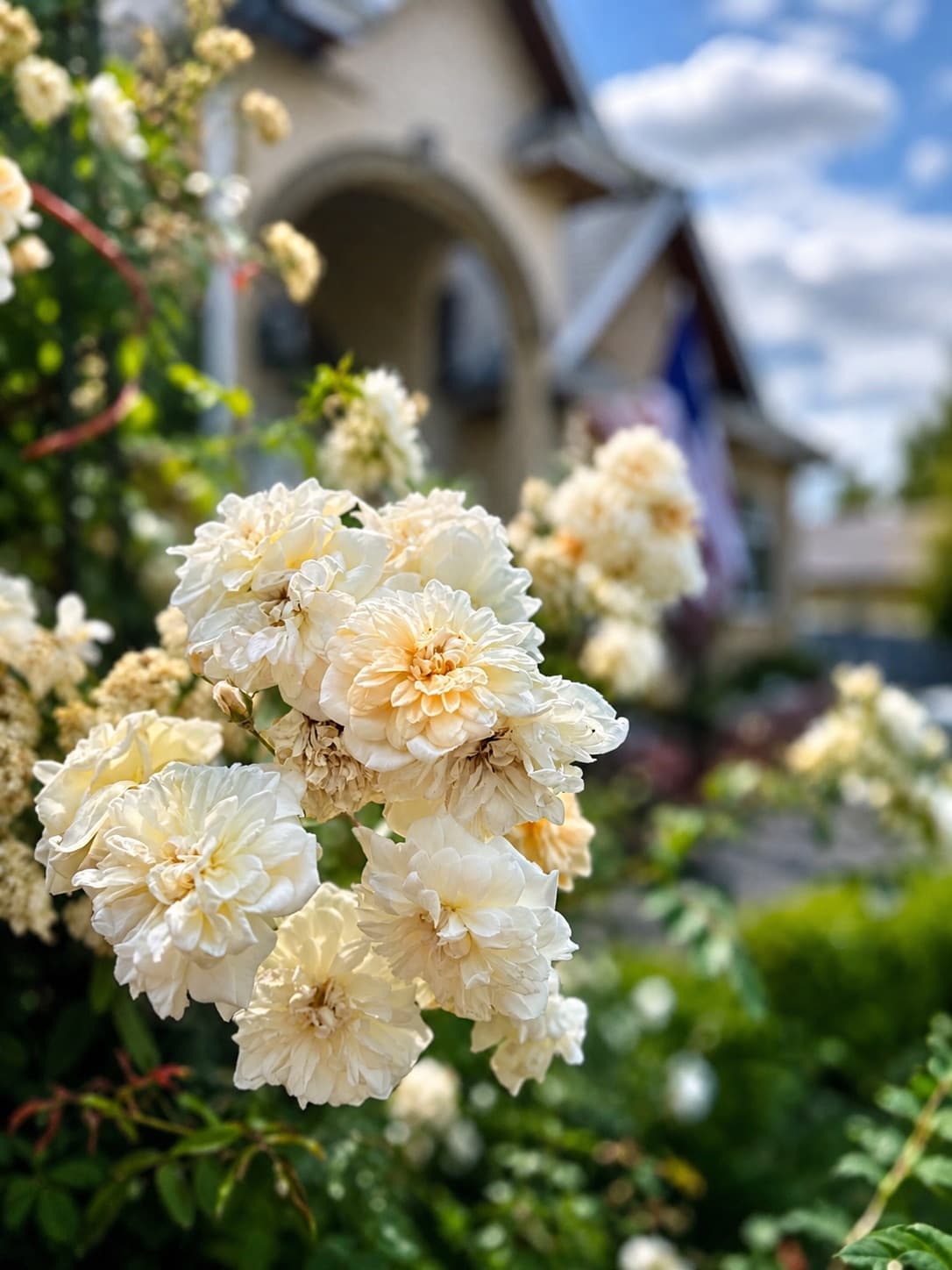 Cream roses blooming in the front garden, with the house behind them.