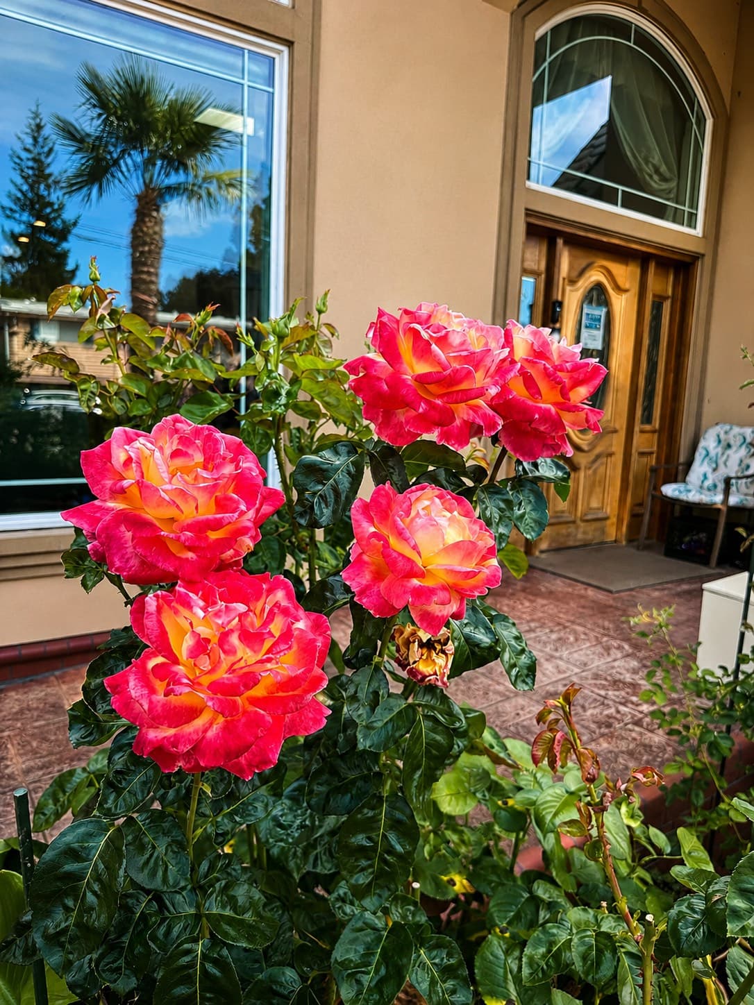 Pink and yellow roses in flower beside the front entrance.